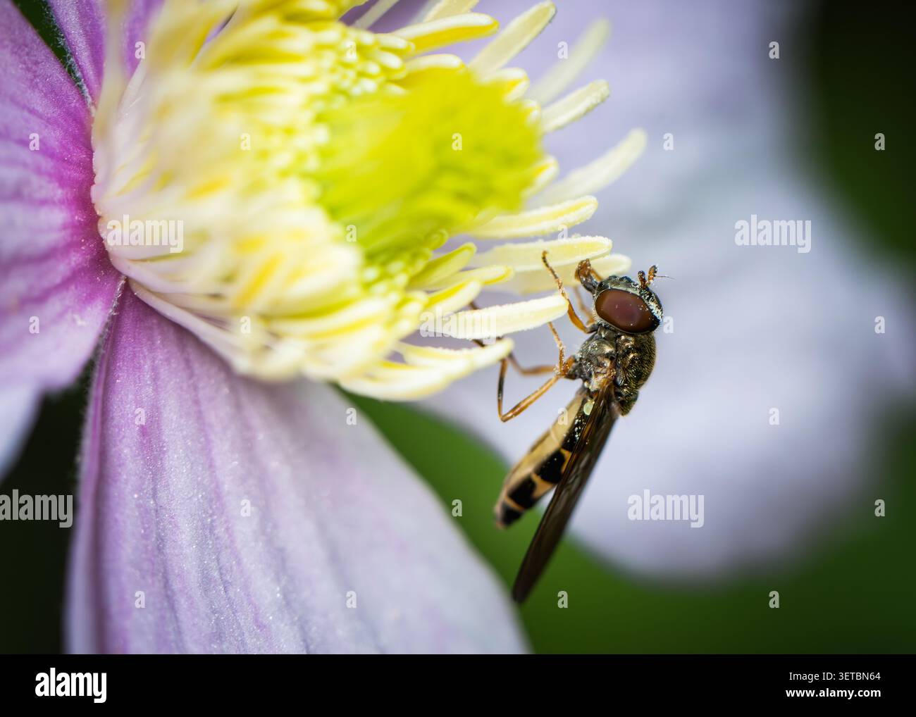 Vue d'un hoverfly pollinisant une fleur vibrante de clématite violette et jaune dans un jardin Oldtown, comté de Dublin, Irlande. Banque D'Images