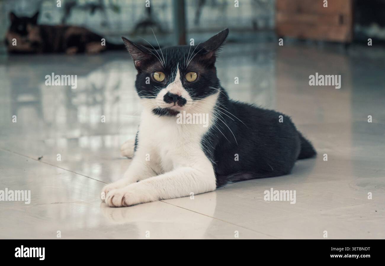 Livre Cat. Gros plan de chat sans abri vivant dans le refuge pour animaux. Concept de refuge pour animaux Banque D'Images