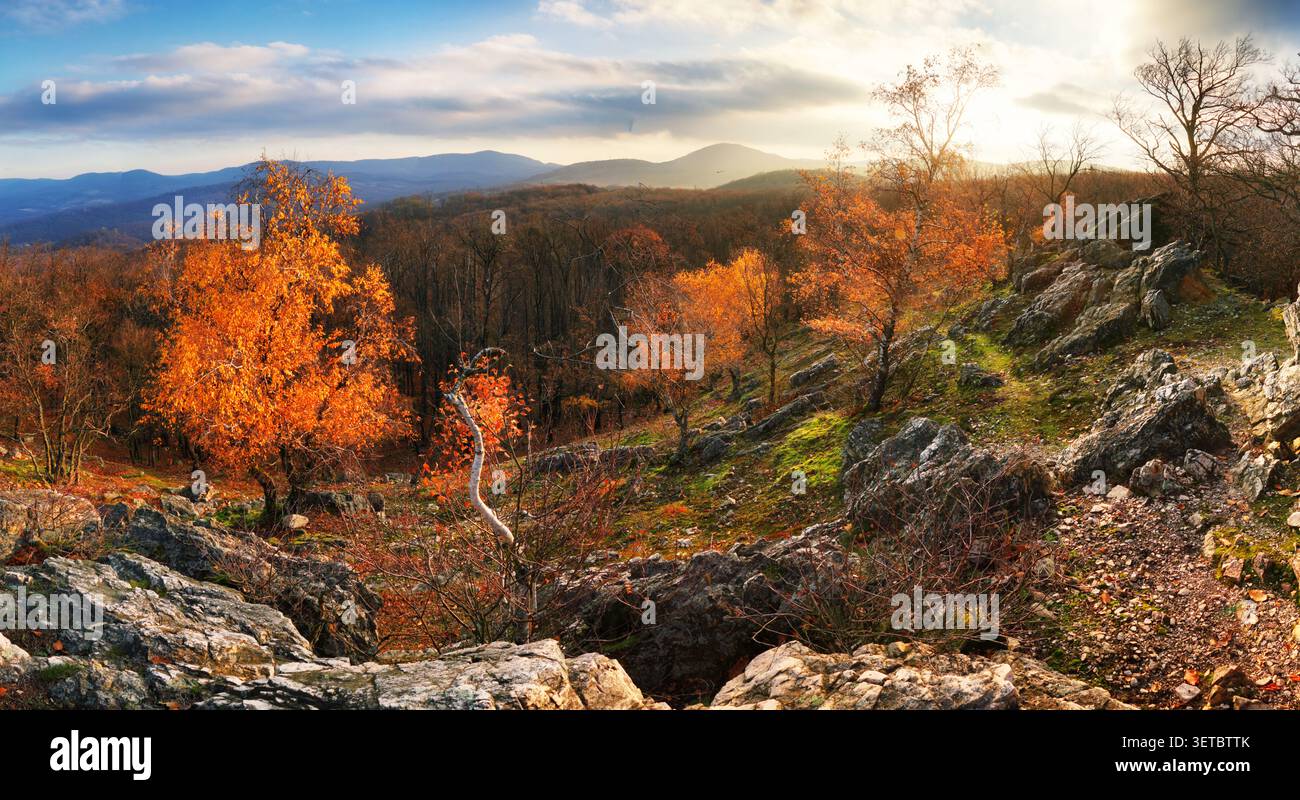 Forêt de bouleaux d'automne avec des feuilles dorées dans la lueur lumineuse du coucher de soleil dans la vue panoramique de la montagne. Banque D'Images