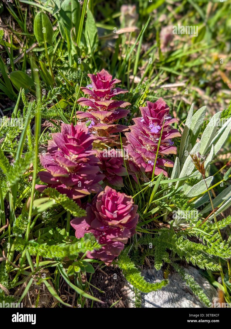 Plusieurs inflorescences violettes profondes de l'Ajuga pyramidalis poussent parmi les graminées et d'autres plantes alpines dans un pré de montagne Banque D'Images