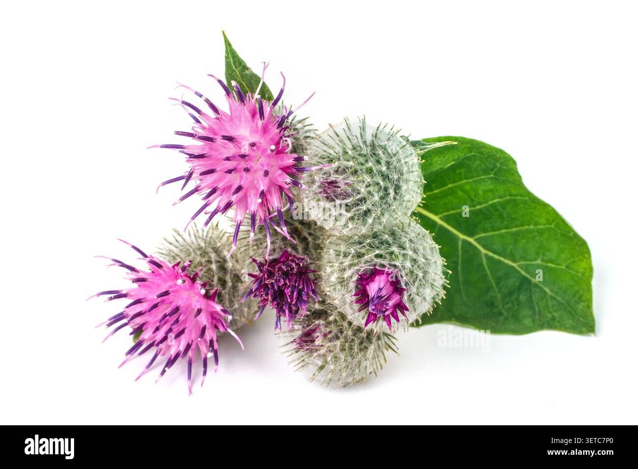 Inflorescences de bardane gros plan sur fond blanc. Plantes médicinales bardane. Banque D'Images