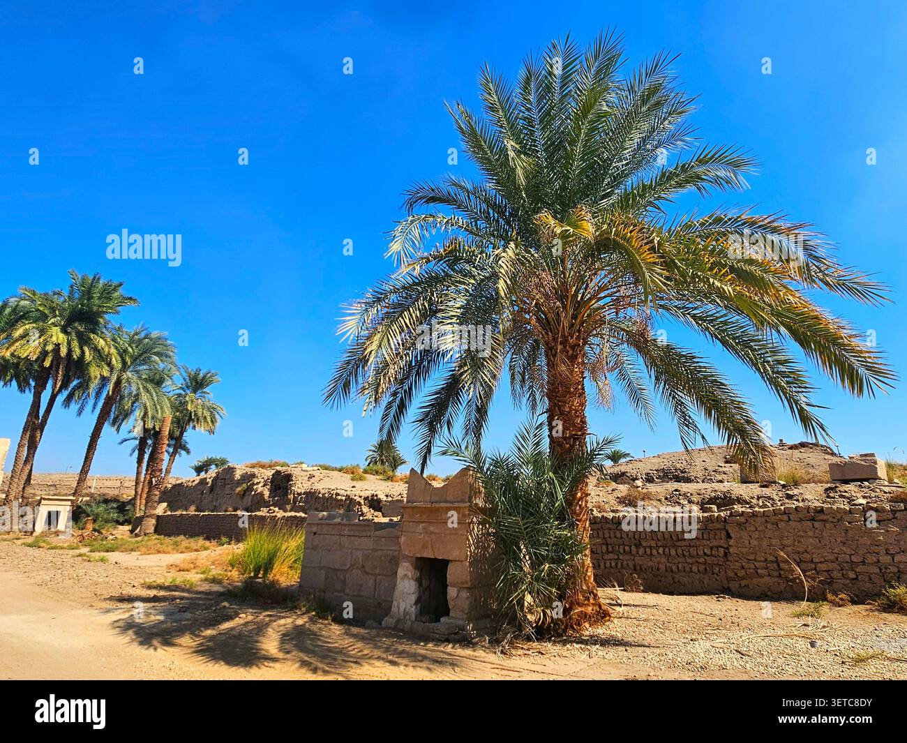 Palmiers poussant à côté des ruines de temples antiques, région de Louxor, Egypte - Image de stock capturée avec un smartphone