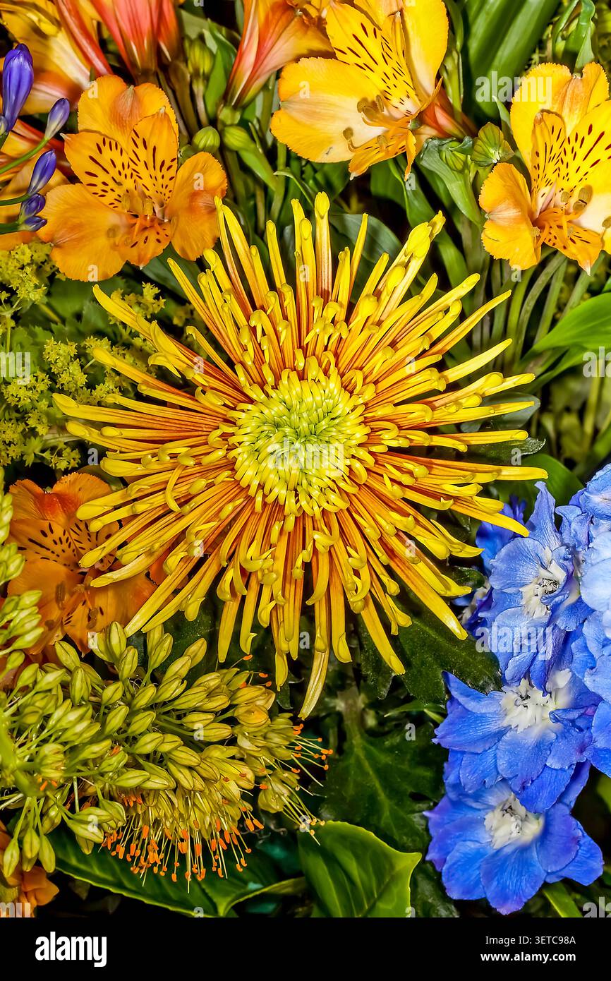 Gros plan vibrant de fleurs d'été anglais, avec chrysanthème d'araignée dorée, alstroemeria orange et delphiniums bleus en pleine floraison. Banque D'Images