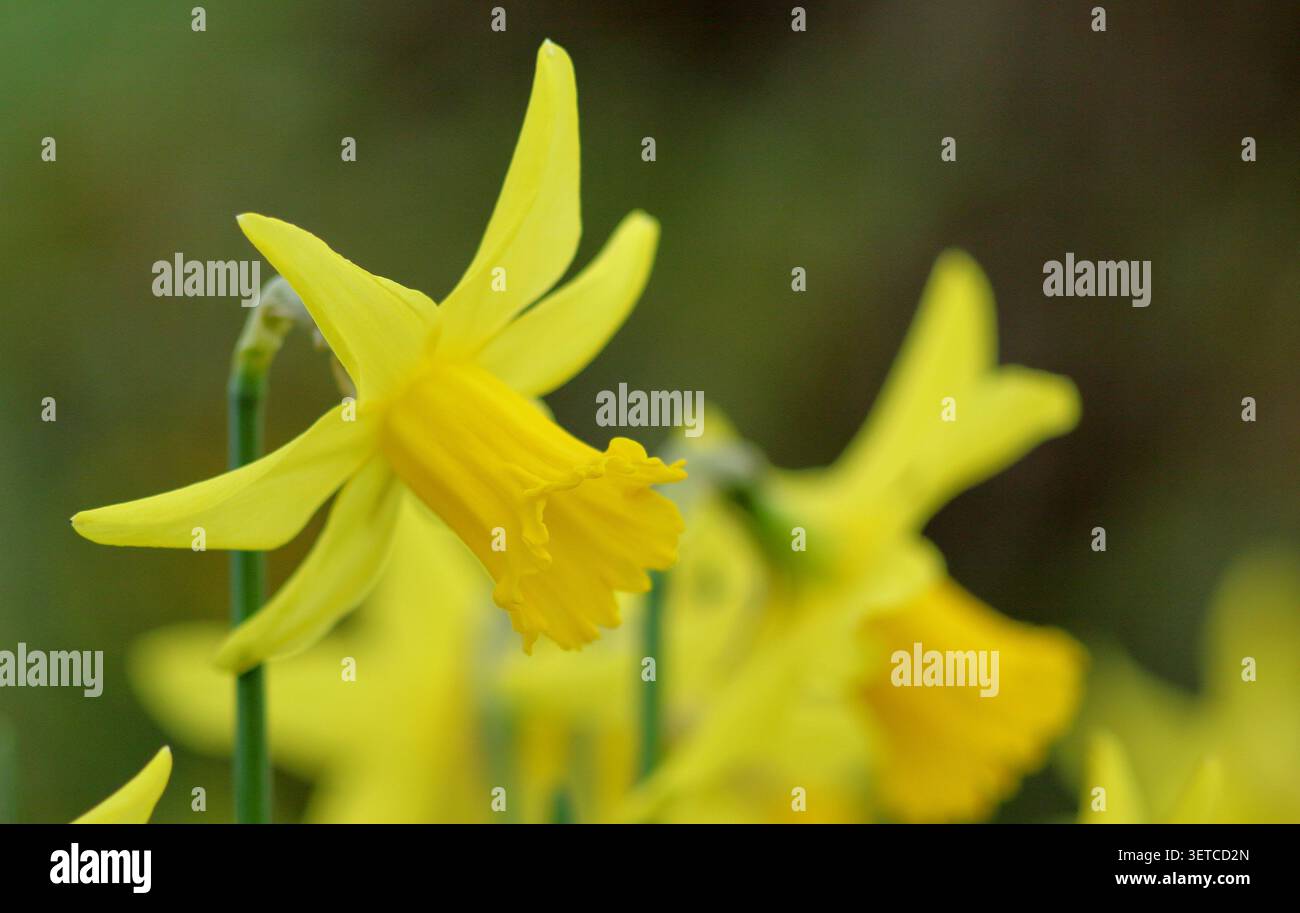 Narcissus Peeping Tom jonquille. Dwarf cyclamineus Division 6 hybride précoce longue trompette étroite évasée pétales réflexes dorés jonquille Banque D'Images