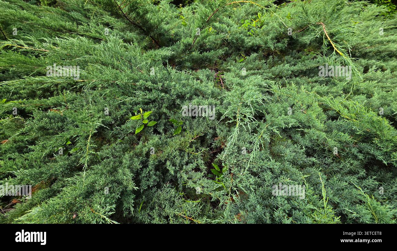 Gros plan d'un buisson de genièvre vert dense avec un feuillage en forme d'aiguilles et des feuilles fraîches poussant naturellement à l'extérieur, mettant en valeur une végétation luxuriante et détaillée Banque D'Images
