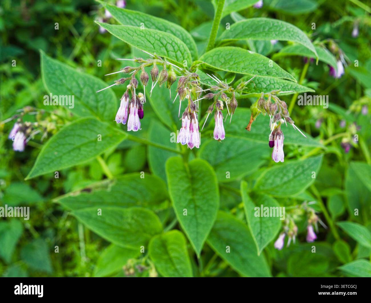 Fleurs et feuilles de la consoude commune, Symphytum officinale, Royaume-Uni. Banque D'Images
