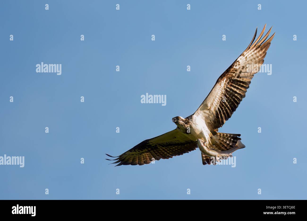 Un Osprey (Pandion haliaetus) en vol avec une truite qu’il vient de pêcher, en Écosse Banque D'Images
