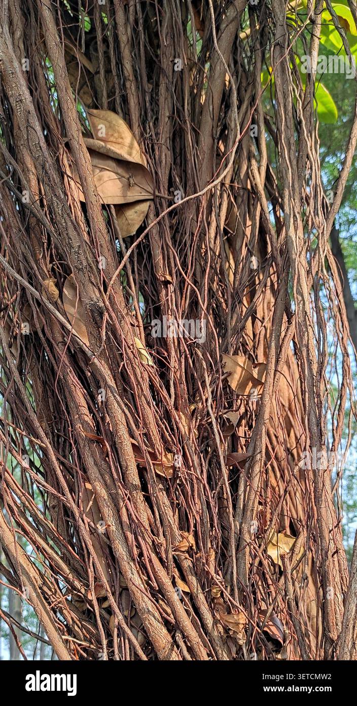 Une masse dense de vignes aériennes emmêlées ou de racines grimpantes recouvre un grand tronc d'arbre, avec des feuilles tombées séchées capturées entre les tiges entrelacées. Banque D'Images