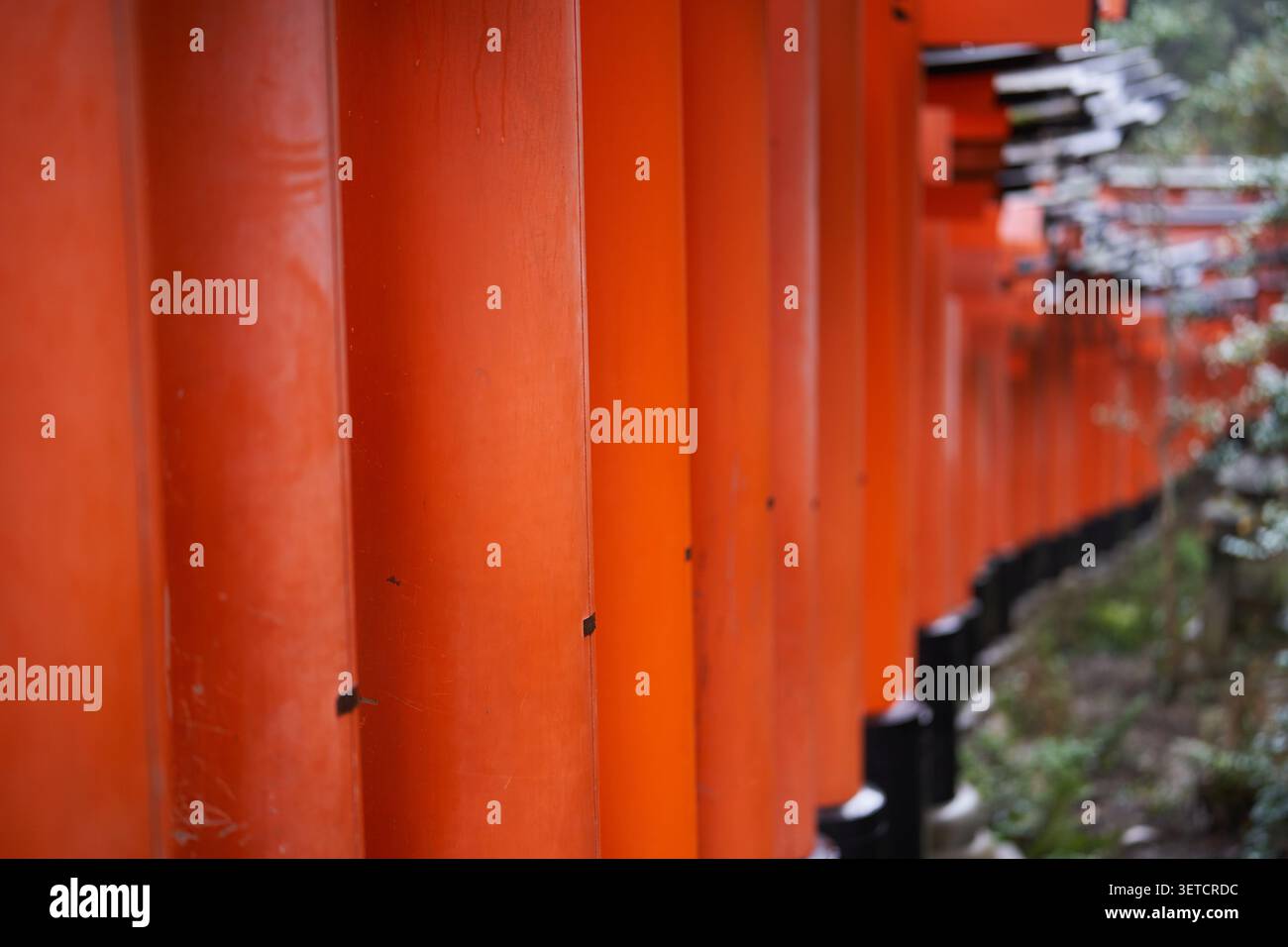 Rangées de portes vermillon torii s'étendant dans la forêt au sanctuaire Fushimi Inari à Kyoto Banque D'Images