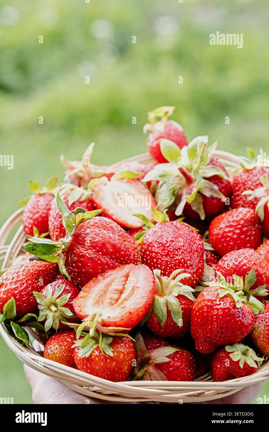 Fraises fraîches et mûres dans un panier, cueillies dans un jardin d'été. Baies douces et biologiques avec une couleur rouge vibrante, saines et parfaites pour le dessert, Banque D'Images