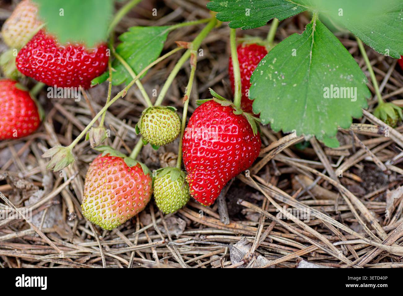 Baies de fraises biologiques mûres et non mûres (Fragaria) poussant sur un lit de jardin avec une couche de paillis naturel. Jardinage écologique, entretien du sol, zéro wast Banque D'Images