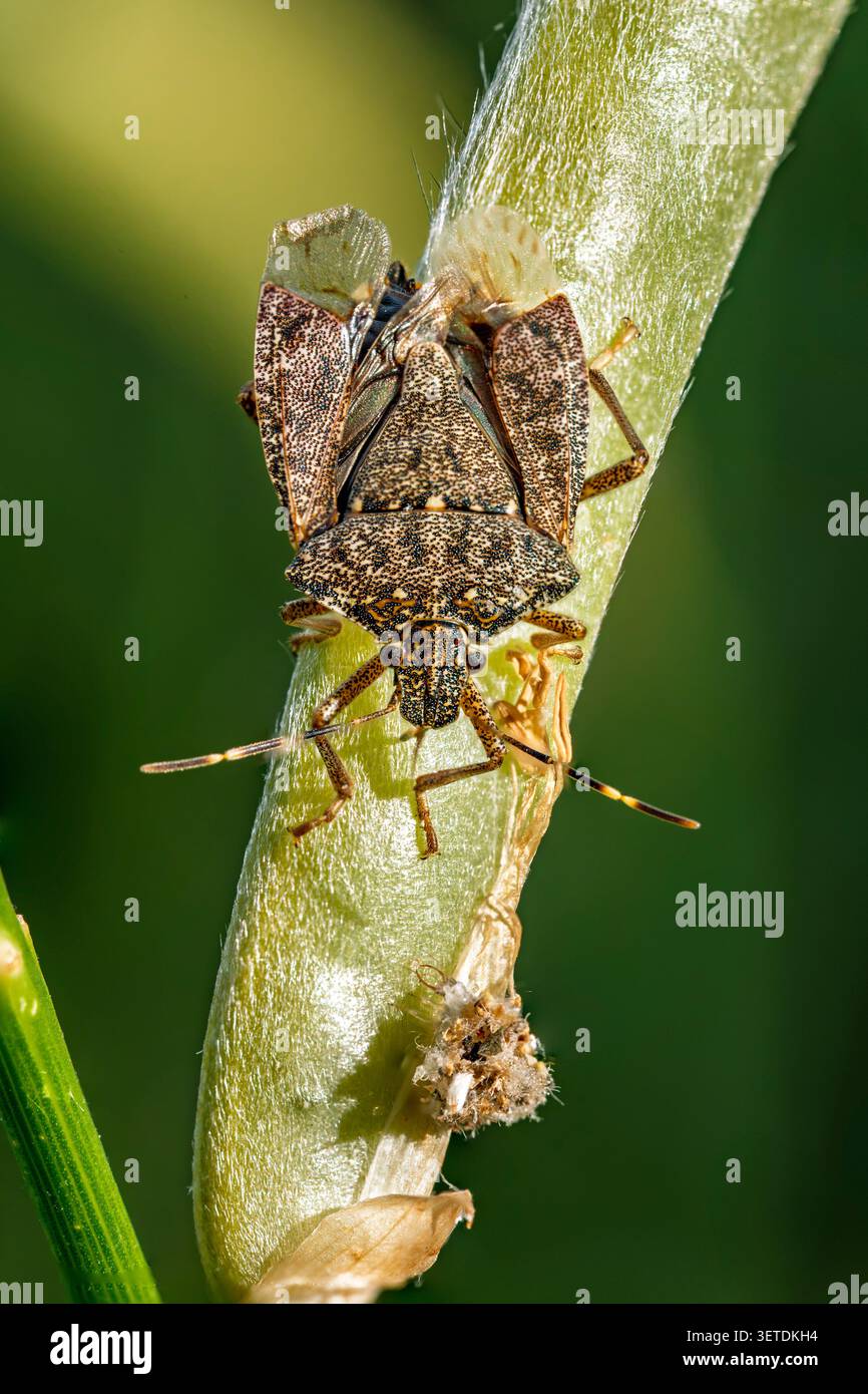 Macro gros plan d'un insecte des bois bruns Gonocerus acuteangulatus adulte avec élytres partiellement ouverts ou endommagés reposant sur un balai Cytisus scoparius sous nat Banque D'Images