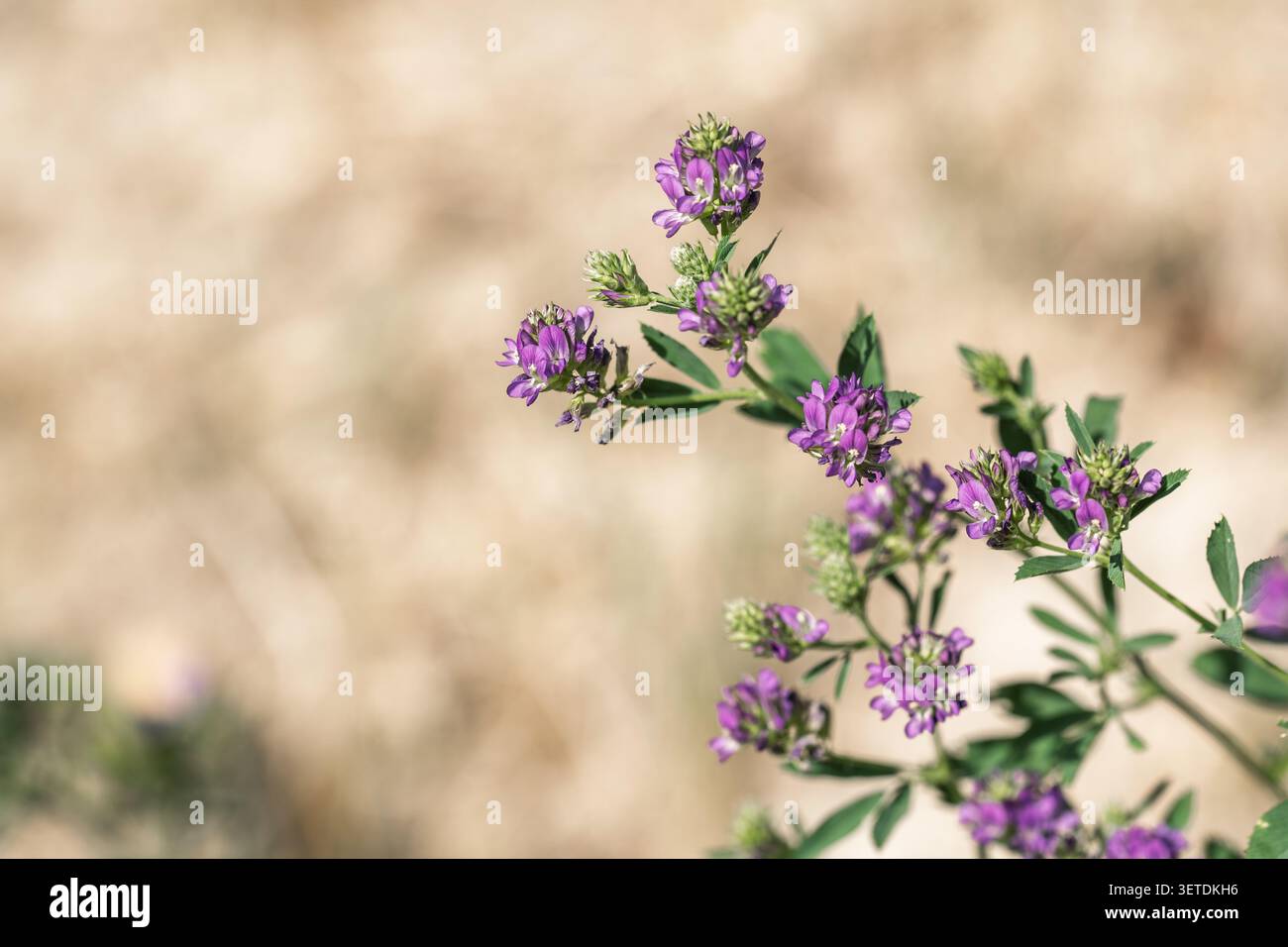 Macro gros plan de la plante de luzerne Medicago sativa avec des fleurs violettes fleurissant dans le champ d'été sous la lumière du jour naturelle montrant des textures détaillées et douces Banque D'Images