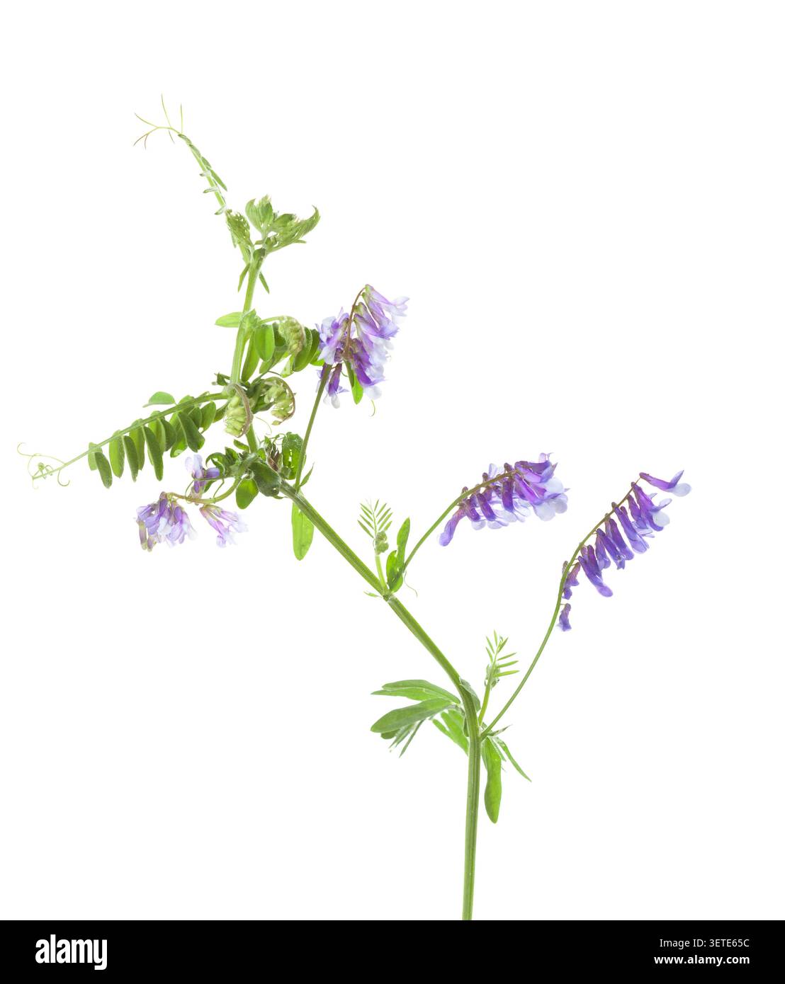 Branche fraîche de pois de souris (Vicia cracca) avec de petites fleurs isolées sur fond blanc. Banque D'Images