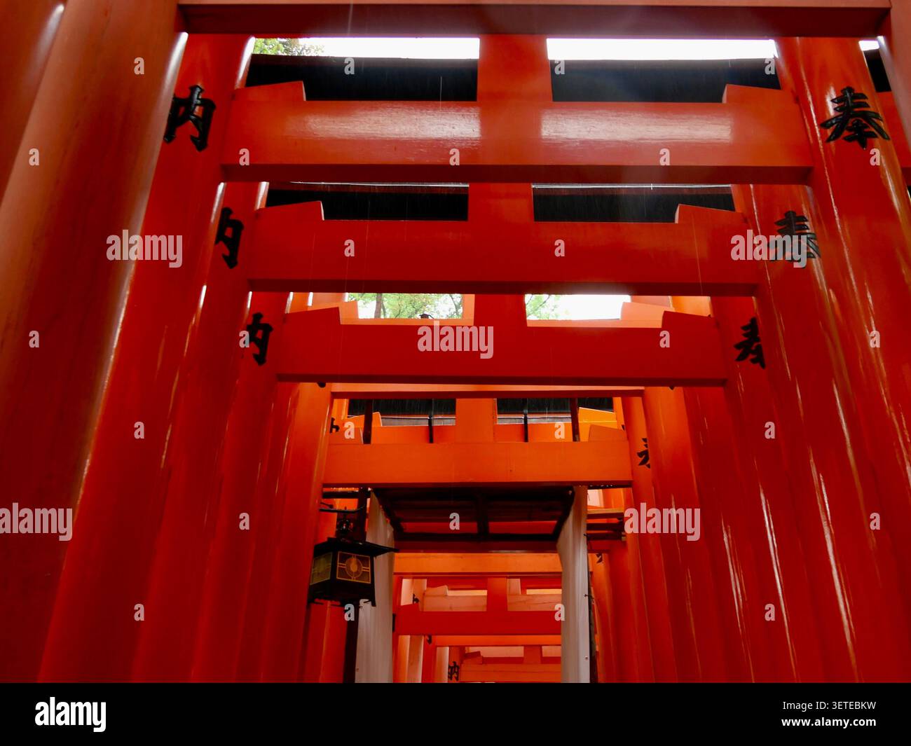 Il est célèbre pour ses milliers de portes vermillon torii, qui chevauchent un réseau de sentiers derrière ses bâtiments principaux. Banque D'Images