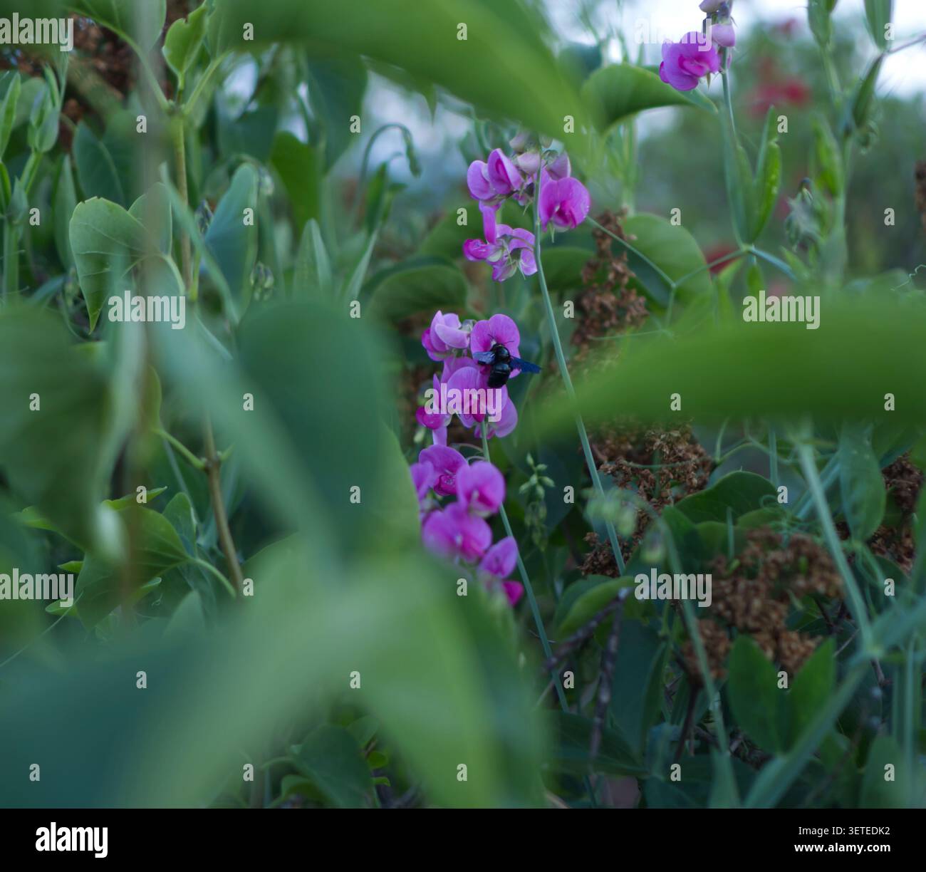 Pois de senteur sauvage ou de jardin (Lathyrus latifolius) aux fleurs violettes éclatantes entourées d’un feuillage vert dense. Une bourdon collecte du nectar sur la fleur. Lumière naturelle, composition profonde unique avec un premier plan flou. Pois de senteur dans des feuilles vertes avec une bourdon en gros plan. Photo de haute qualité Banque D'Images