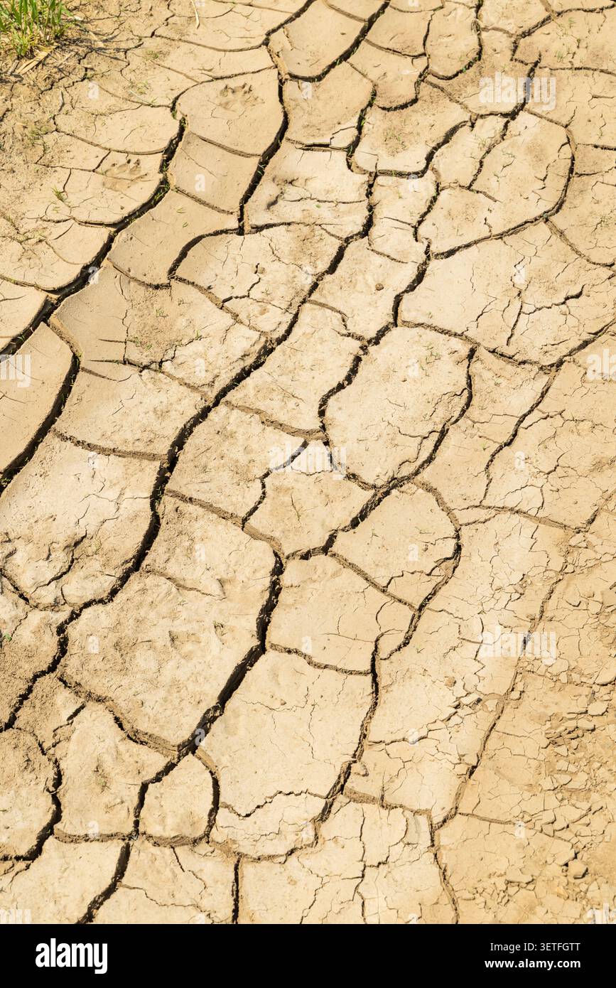 Terre fissurée sèche représentant des conditions de sécheresse et de crise environnementale Banque D'Images