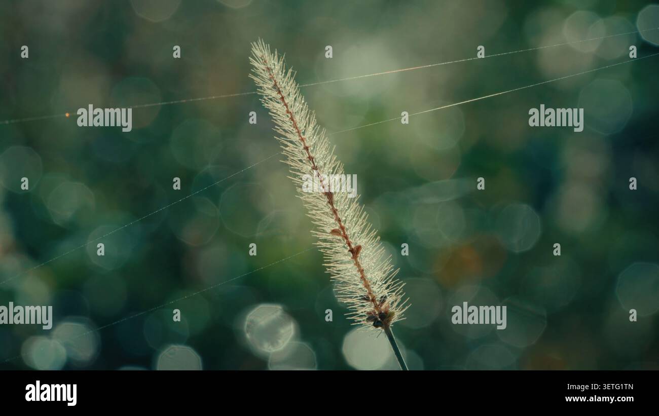 Arrière-plan doux avec effets bokeh. Gros plan de la tête de graminée délicate. Une fine toile d'araignée traverse le cadre. La lumière naturelle met en valeur les textures. Pl sauvage Banque D'Images