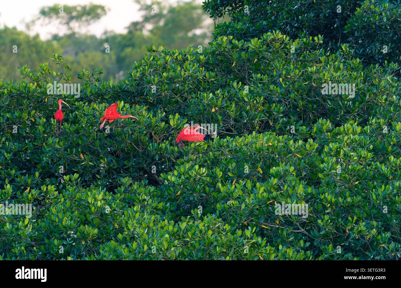 Ibises écarlates (Eudocimus ruber) retournant au rocher dans les mangroves du marais de Caroni au coucher du soleil. Banque D'Images
