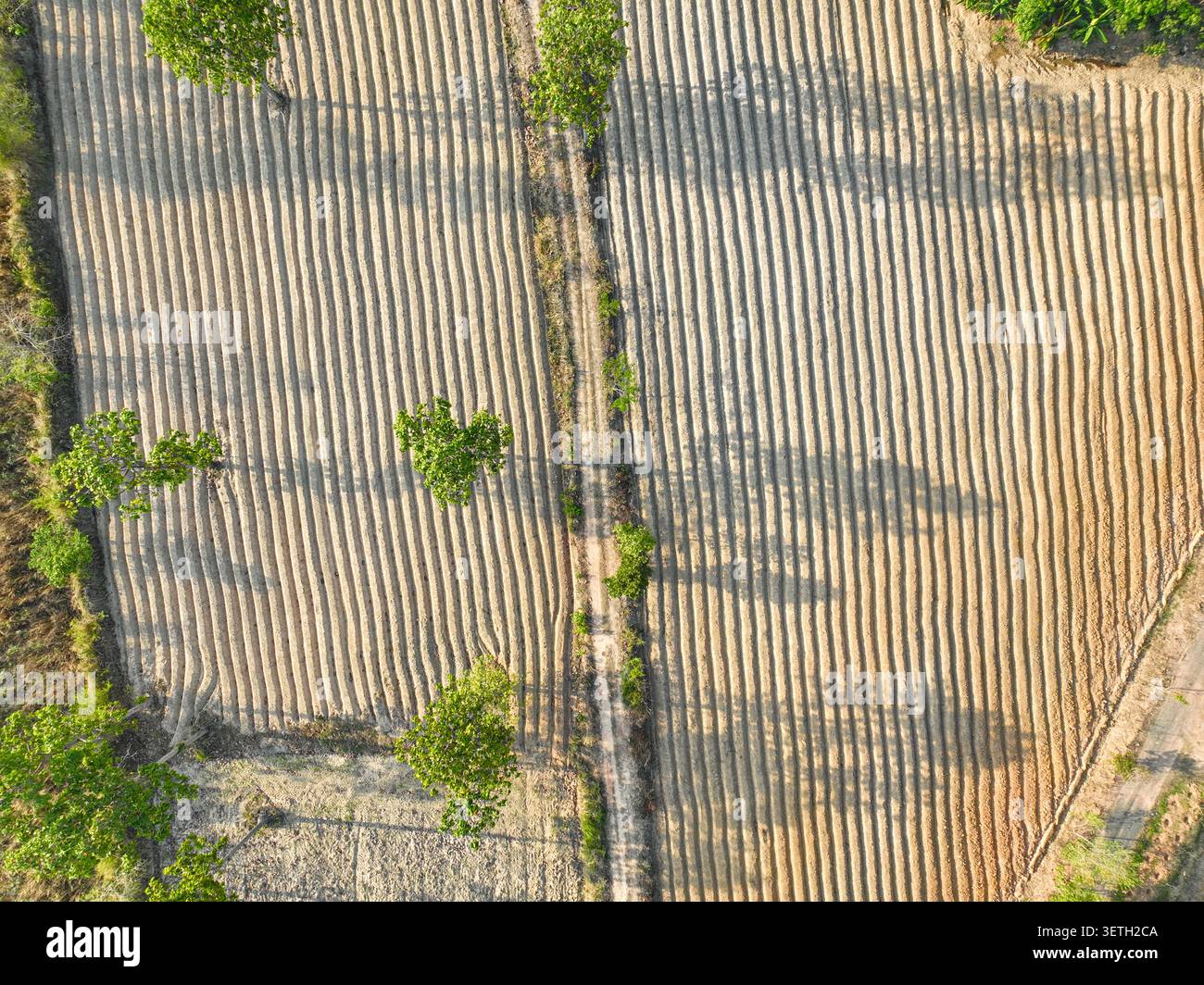 Vue aérienne par drone de plantation de manioc dans le nord-est de la Thaïlande pendant la saison sèche montrant des crêtes géométriques du sol après récolte pour soutenir la nourriture mondiale Banque D'Images