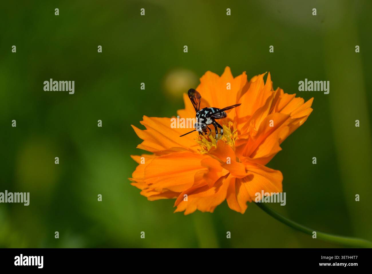 Une abeille coucou néon sur une fleur de cosmos orange. Photographié dans la partie ouest de Singapour. Banque D'Images
