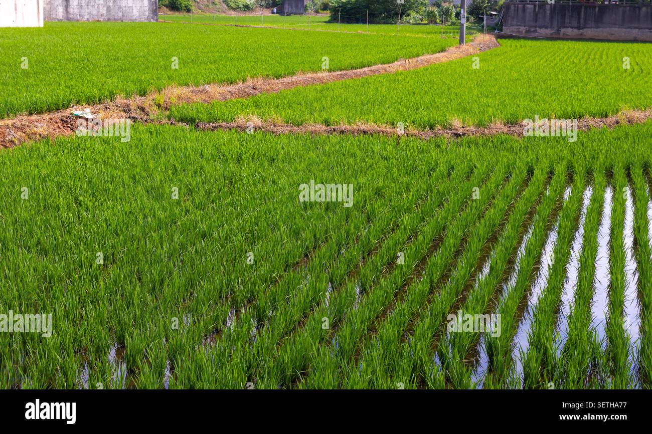Vue large des rizières vertes vibrantes avec de jeunes plants de riz poussant dans les champs inondés. Paysage agricole, culture du riz Banque D'Images