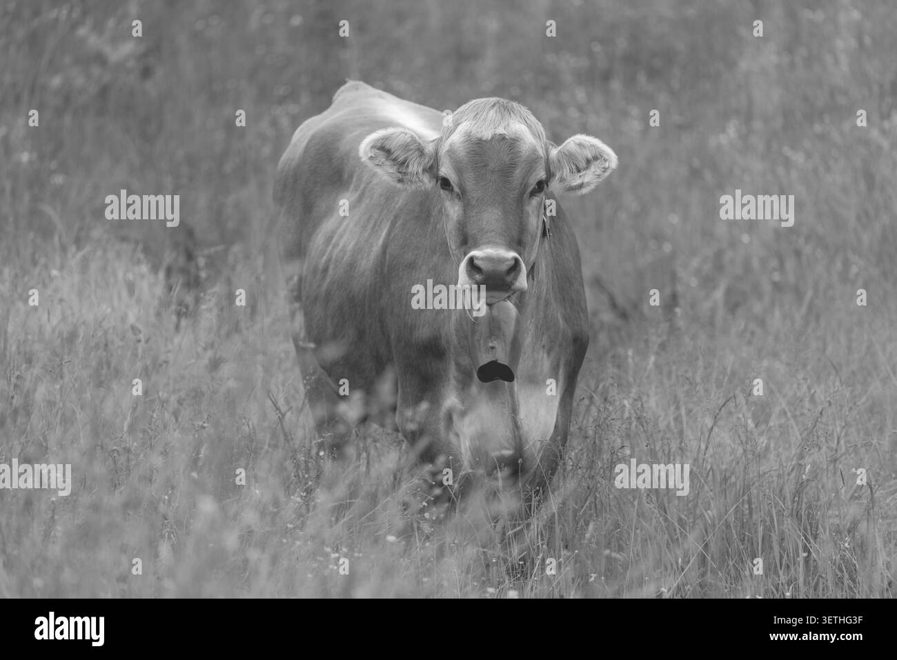 Jeunes bovins sans cornes, bovins bruns Allgaeu, race bovine domestique (Bos primigenius taurus), sur une prairie alpine près d'Oberstdorf, Allgaeu Alpes, Allgae Banque D'Images