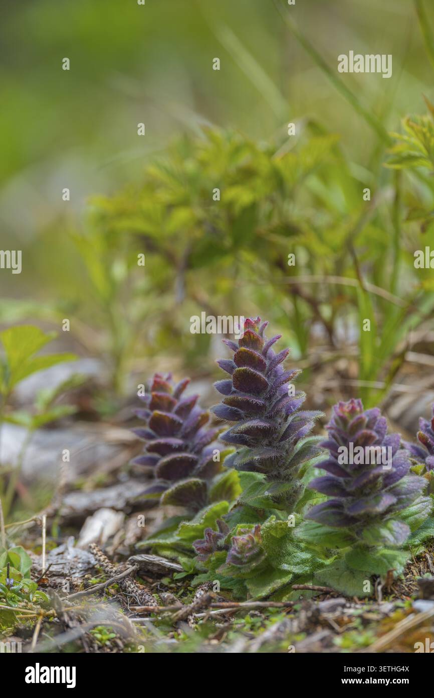 Bugle pyramidal (Ajuga pyramidalis), San Candido, Bolzano, Italie Banque D'Images
