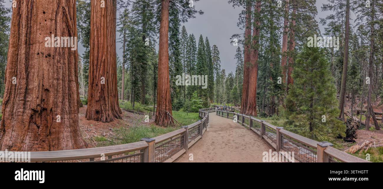 Sentier sinueux à travers Mariposa Grove dans le parc national de Yosemite près des séquoias géants Banque D'Images