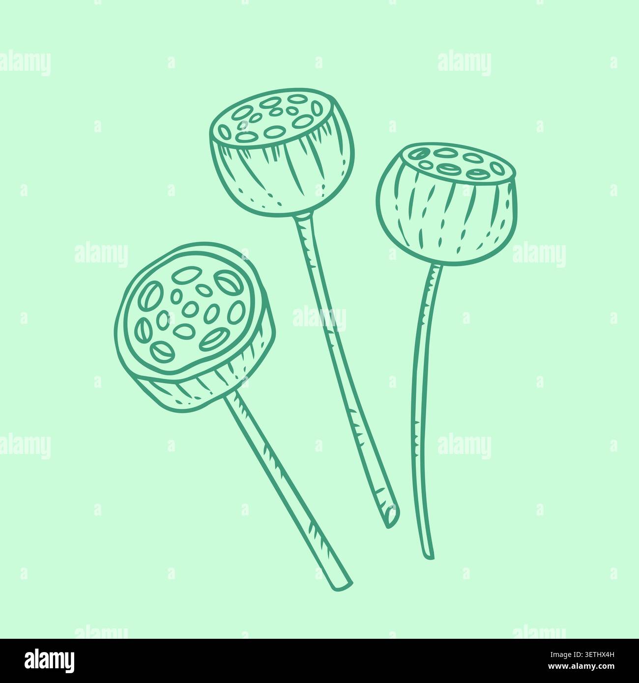 Gousses de graines de lotus séchées sur tiges exotiques illustration vectorielle d'art botanique de ligne. Élément de design oriental organique pour carte de voeux poster invitation spa Illustration de Vecteur