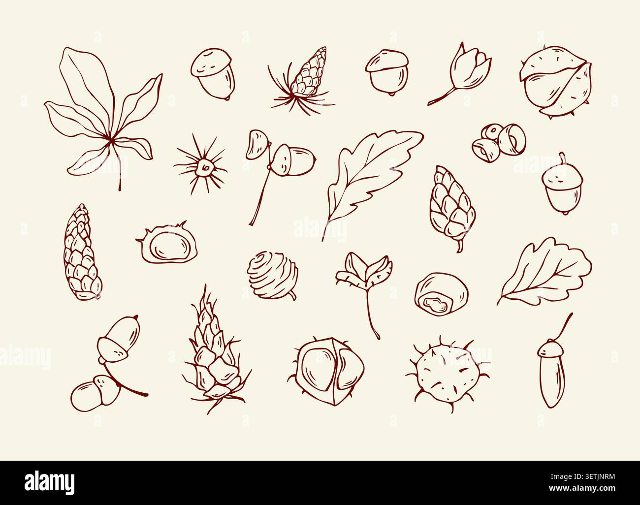 Éléments de la nature d'automne dessinés à la main et graines de forêt doodle set Illustration de Vecteur