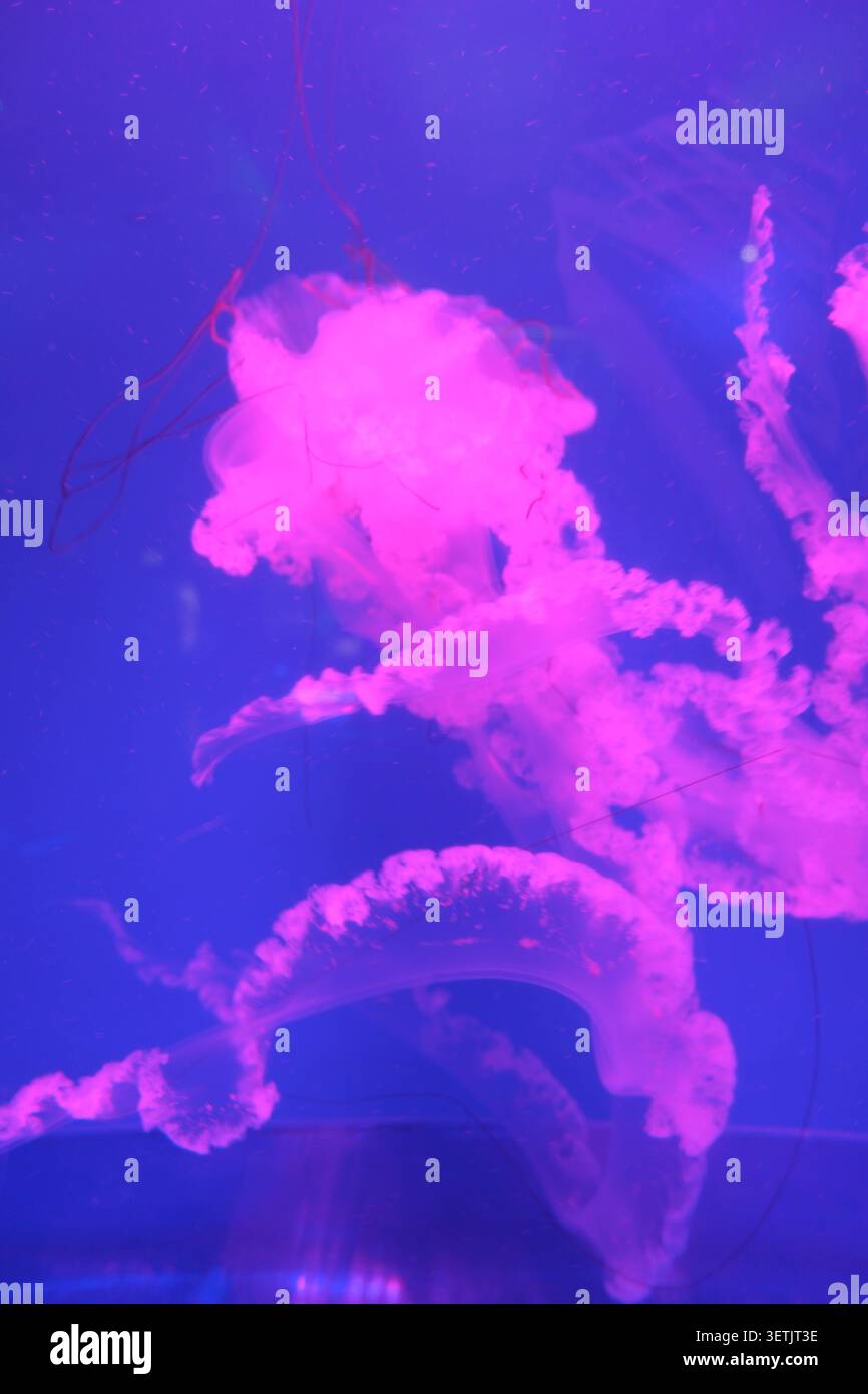 Méduses brillantes dérivant dans l'eau bleu profond avec la lumière néon rose, créant une scène sous-marine de rêve pour aquarium, marine et thème de la nature abstraite Banque D'Images