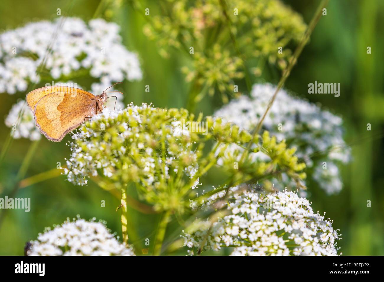 Belle Ringlet papillon cherchant sur une fleur Banque D'Images