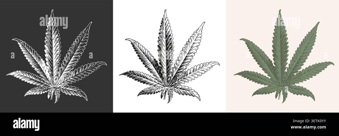 Icône vintage cannabis. Croquis de style noir, blanc et coloré marijuana de mauvaises herbes de feuilles Illustration de Vecteur