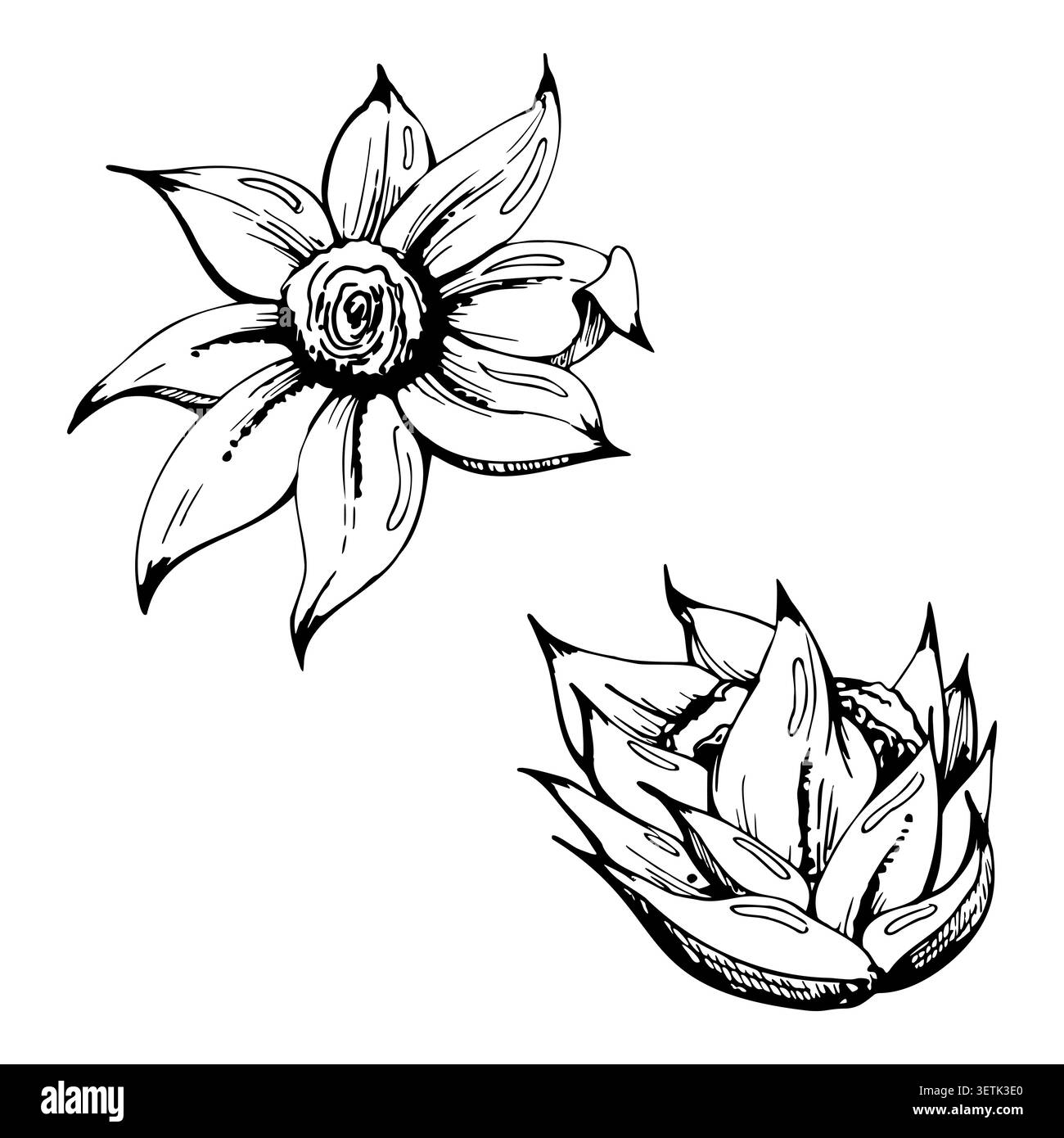 Segment de branche d'Araucaria, Pewen kalanchoe echeveria succulente rosette épi, plantes tropicales. Illustration dessinée à la main à l'encre vectorielle. Botanique Illustration de Vecteur
