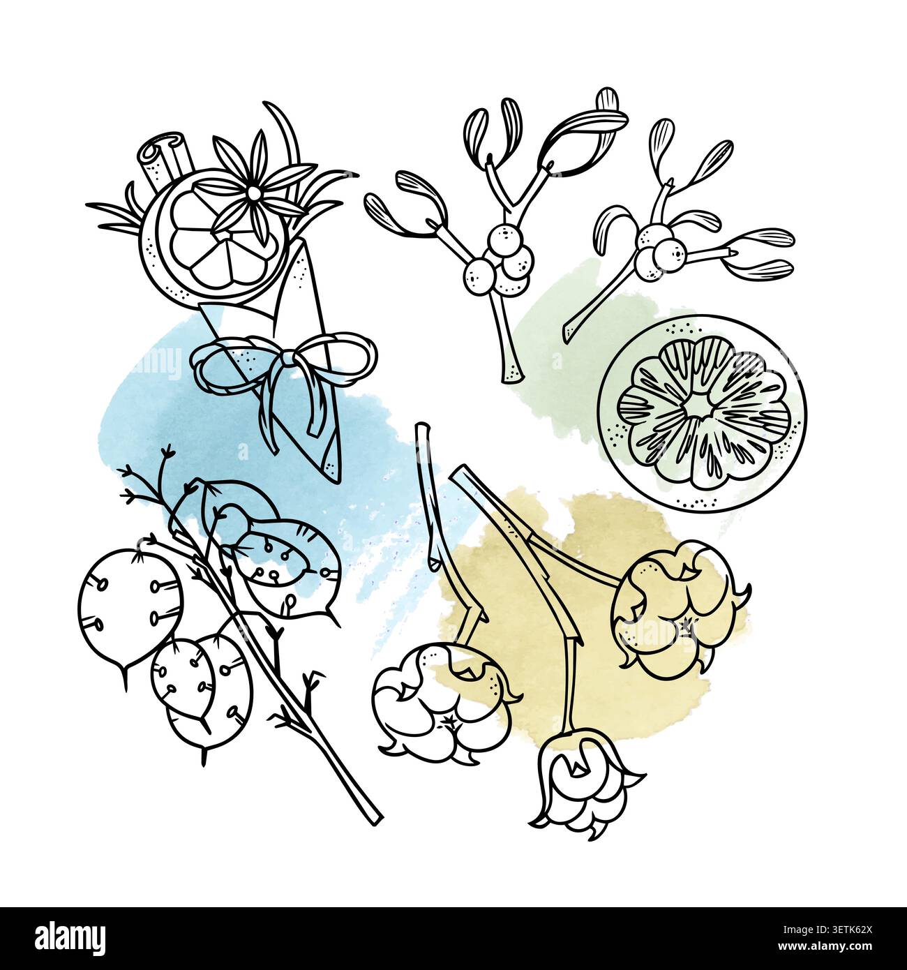 Collection de doodle botanique d'hiver de Noël avec des éclaboussures d'aquarelle colorées sur fond blanc. Éléments festifs dessinés à la main, y compris le coton Illustration de Vecteur