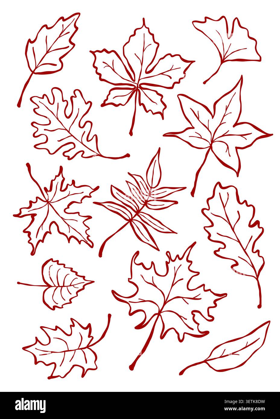 Vecteur de contour des feuilles d'automne défini pour la coloration. Illustration de Vecteur