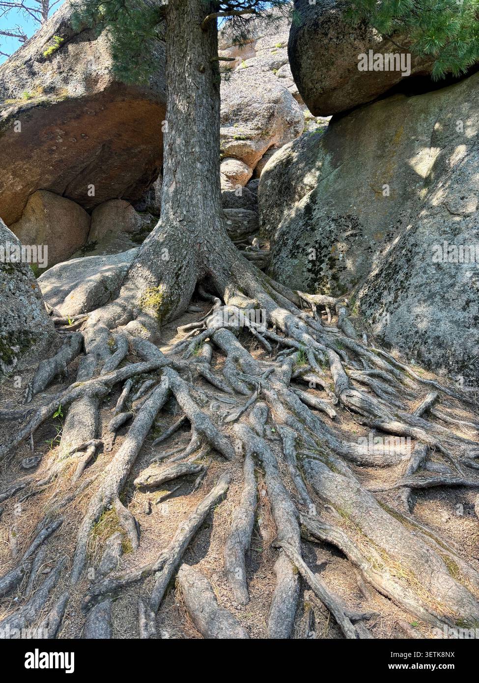 De puissantes racines d'arbres s'accrochant à une falaise rocheuse. La résilience, la force, les fondations profondes et la survie de l'entreprise métaphore de la croissance par les difficultés - Image de stock capturée avec un smartphone