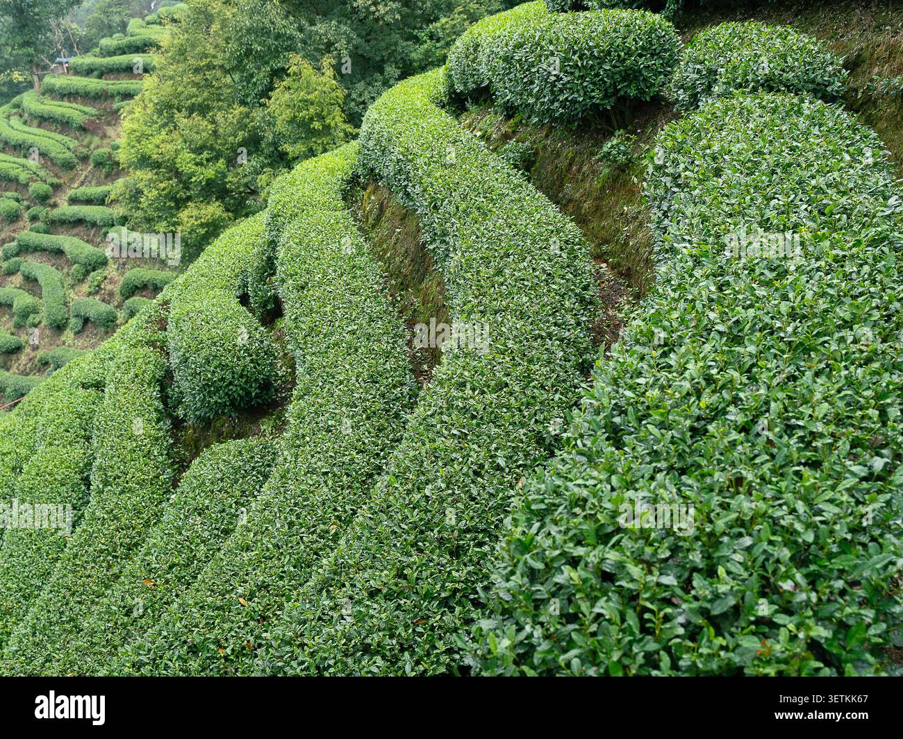 Les buissons de thé vert créent des formes géométriques fluides à travers les collines cultivées Banque D'Images