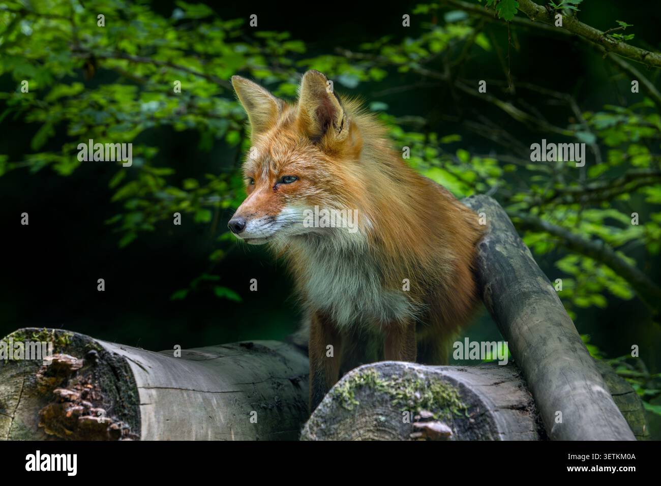 Renard roux (Vulpes vulpes) debout sur pile de bois / pile de bois de chauffage au bord de la forêt au crépuscule Banque D'Images