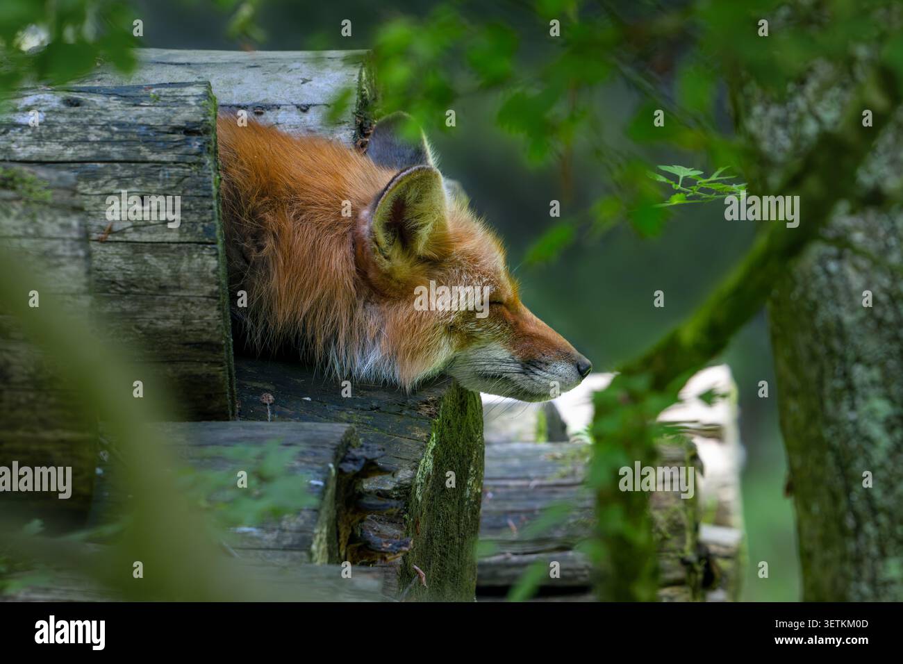Renard roux (Vulpes vulpes) dormant sur tas de bois / pile de bois de chauffage à la lisière de la forêt Banque D'Images