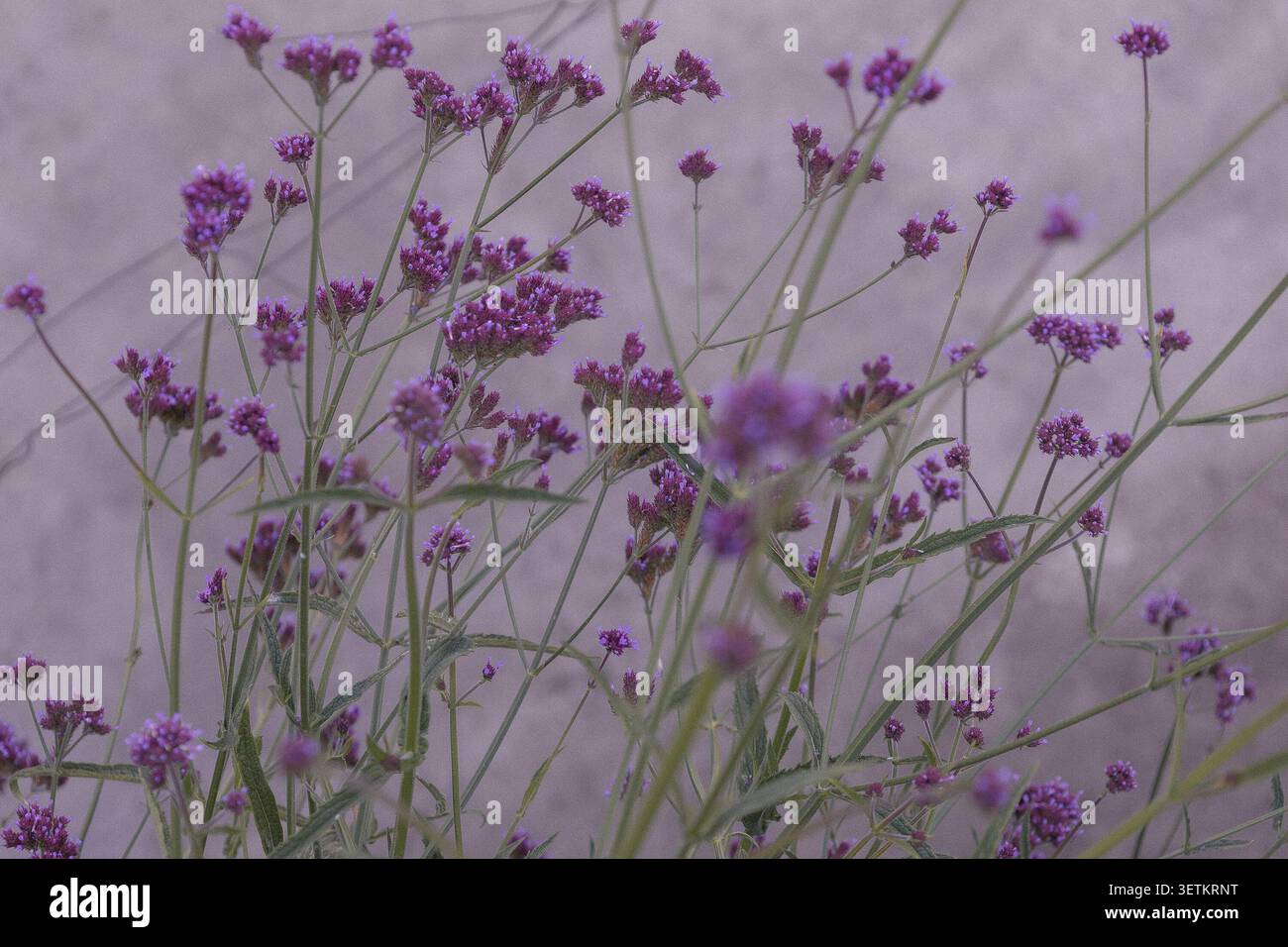 Gros plan de délicates fleurs sauvages violettes poussant dans un pré naturel avec une mise au point douce et des tons pastel. Scène botanique rêveuse mettant en vedette de petites fleurs, Banque D'Images