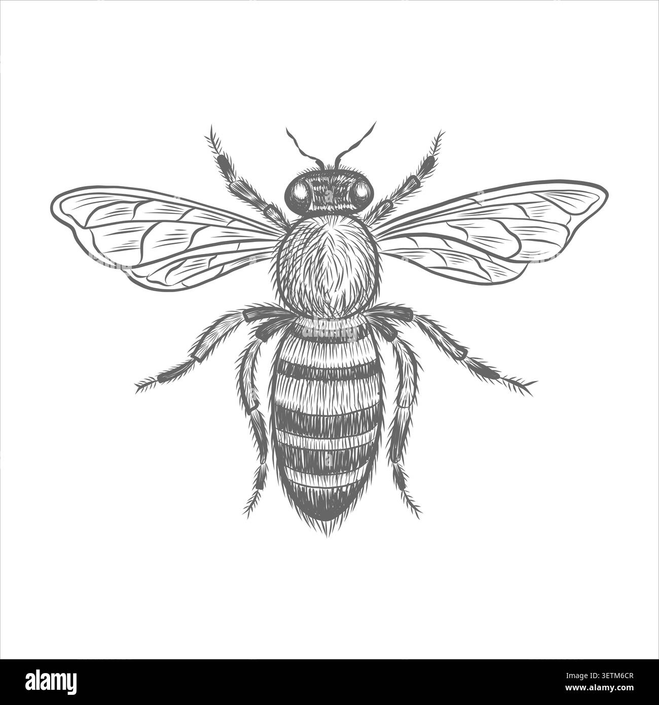 Abeille de miel, insecte volant, illustration graphique pour la conception de rucher et d'apiculture. Croquis isolé de bourdon rayé, de guêpe ou de frelon, dessiné à la main Illustration de Vecteur