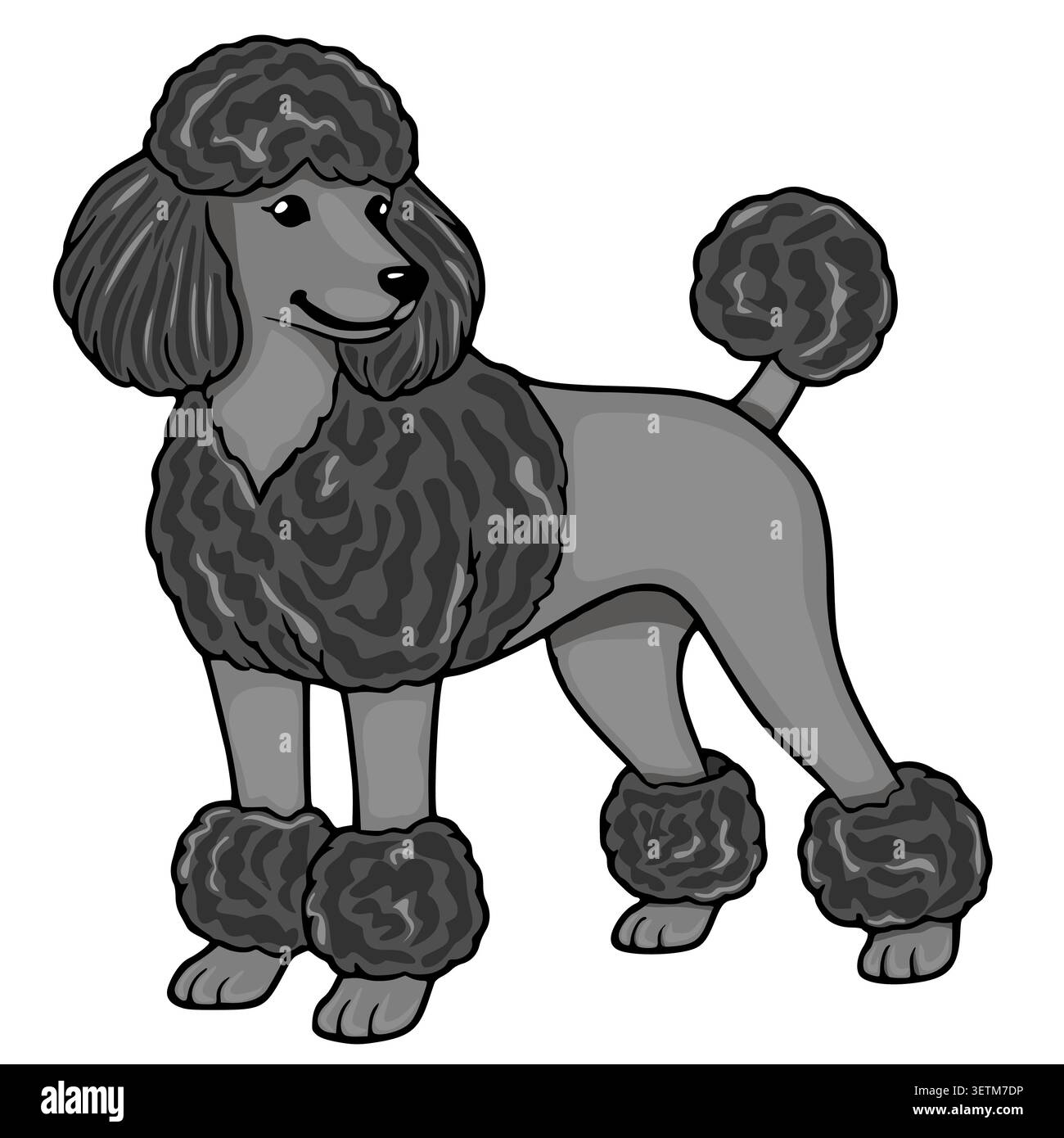 Illustration vectorielle de caniche gris mignon, chien ludique avec fourrure moelleuse, isolé sur fond blanc Illustration de Vecteur