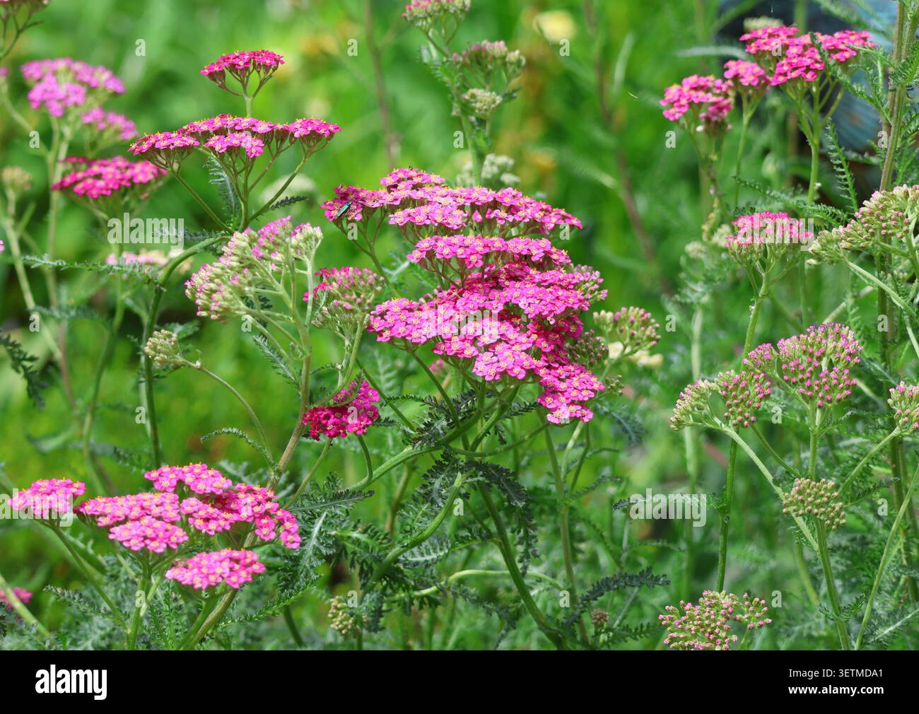Achillea 'Colorado' fleurissant en été. Banque D'Images