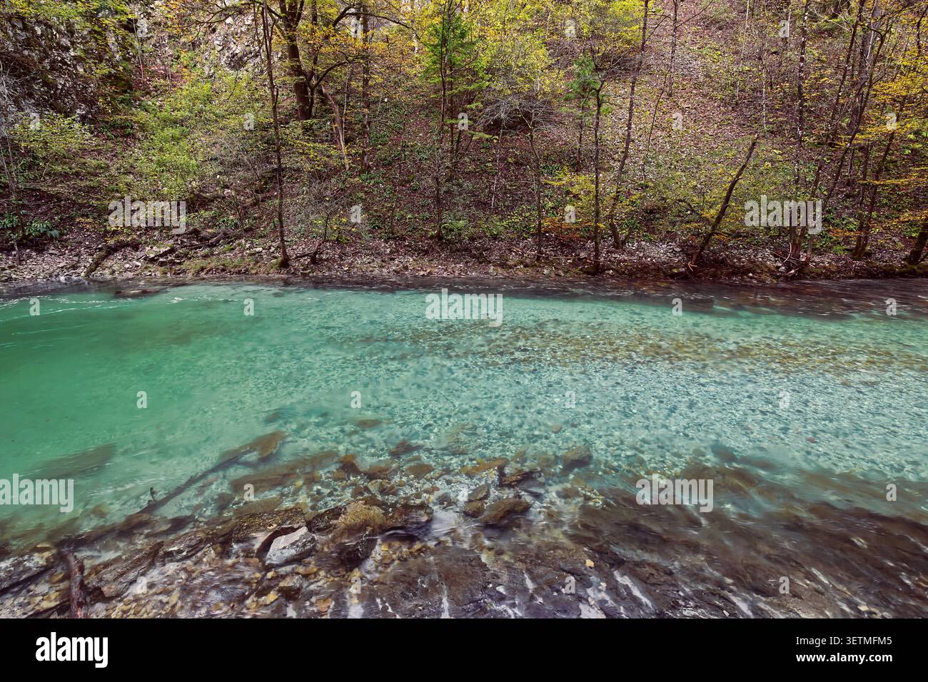092 les eaux vertes rugissantes de la rivière Radovna se ruent torrentiellement le long de la Soteska Vintgar (gorge), équipée de passerelles en bois et de ponts. Bled-Slovénie Banque D'Images
