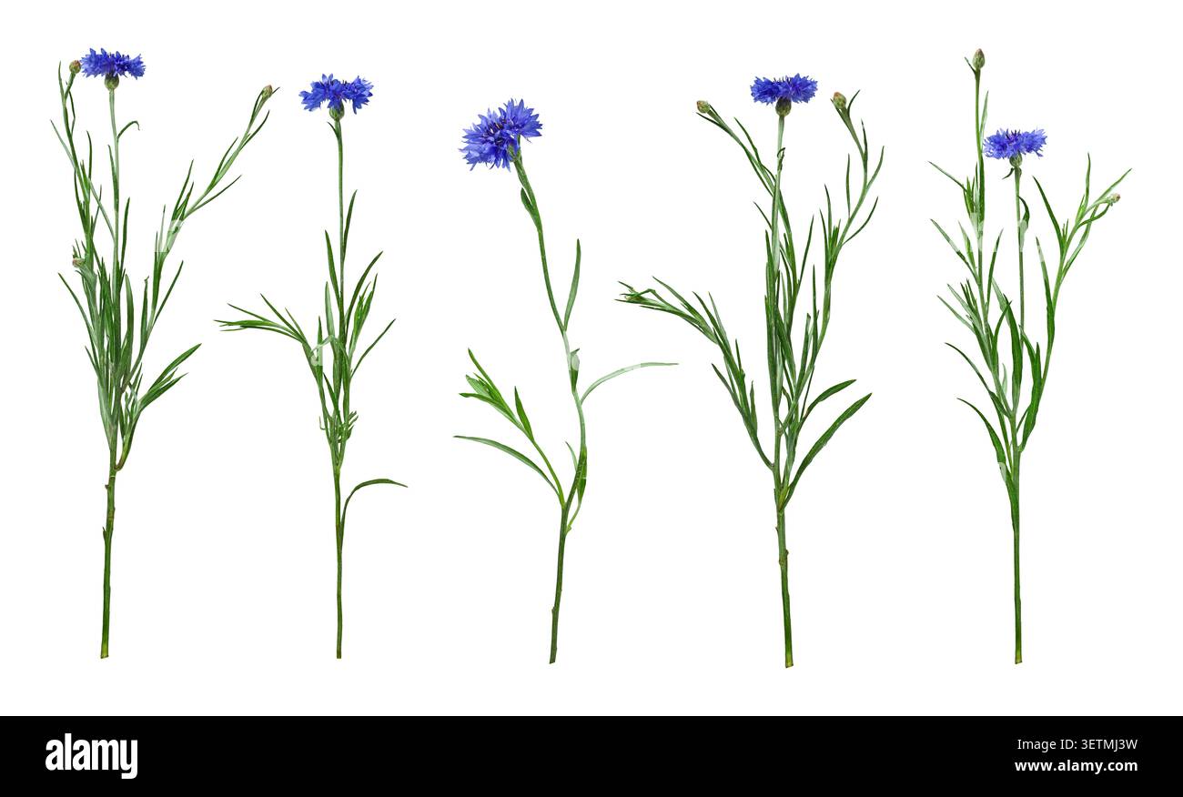 Ensemble de bleuets bleus isolés sur fond blanc. Plantes sauvages Centaurea cyanus avec fleurs, bourgeons et tiges vertes sous forme naturelle. Banque D'Images