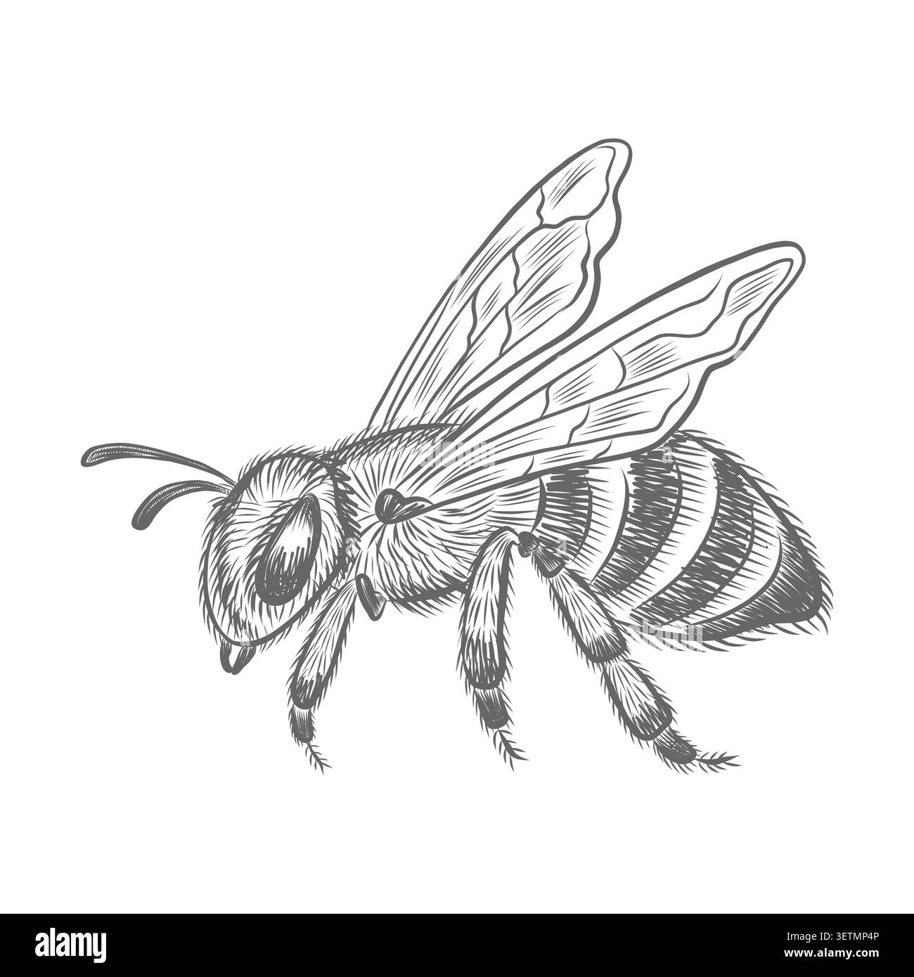 Abeille de miel, insecte volant, illustration graphique pour la conception de rucher et d'apiculture. Croquis isolé de bourdon rayé, de guêpe ou de frelon, dessiné à la main Illustration de Vecteur