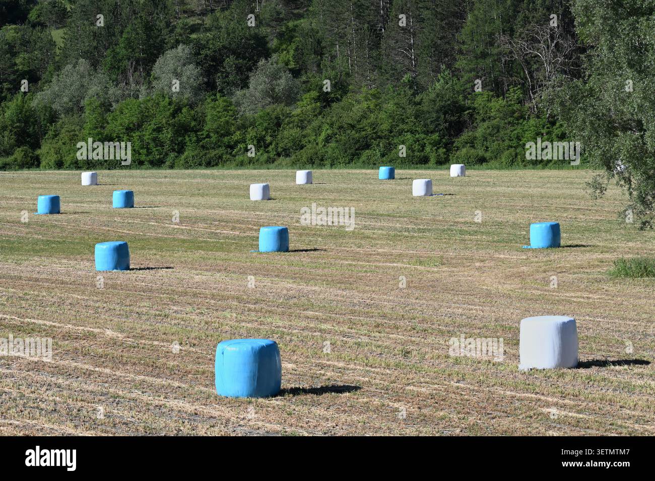 Balles de foin bleues enveloppées de plastique et baies de Haye blanches Banque D'Images