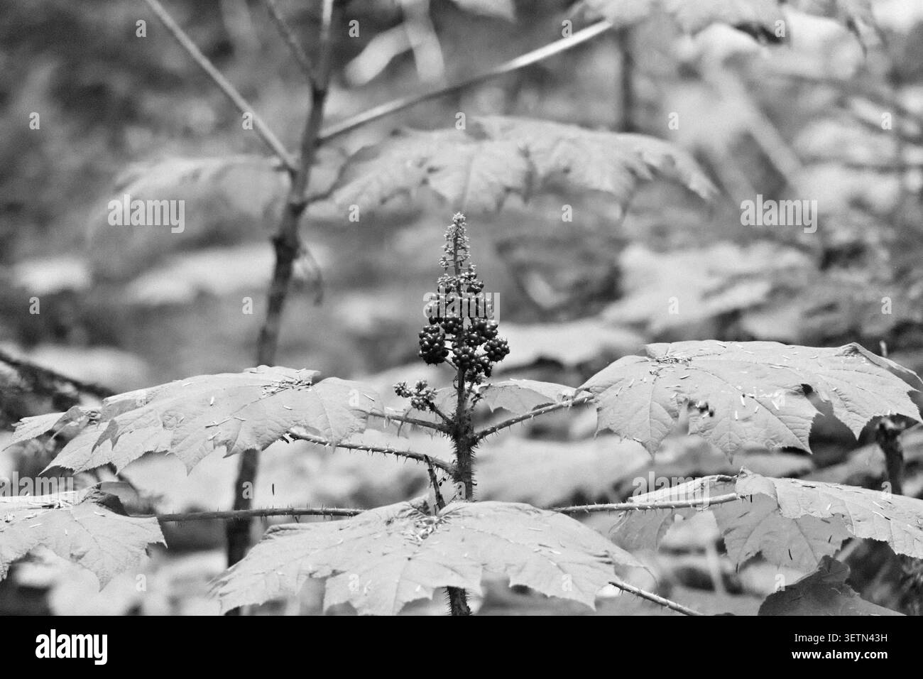 Gros plan noir et blanc d’une plante boisée avec des feuilles épaisses et des baies groupées, poussant dans le plancher forestier ombragé du mont Cascade de Washington Banque D'Images